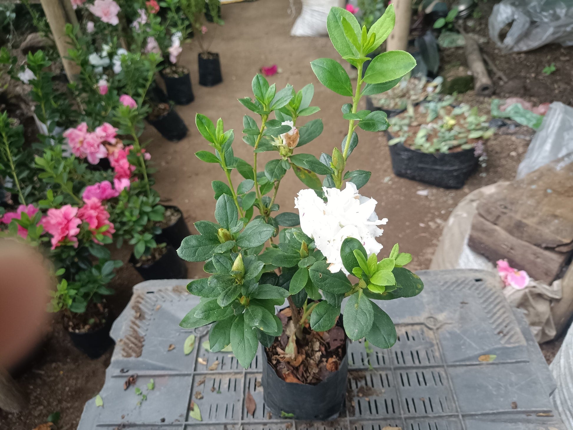 Azalea White Pink Spotted: Your All - Season Flowering Beauty – Buy Now Online at a Cheap Price! - My Store