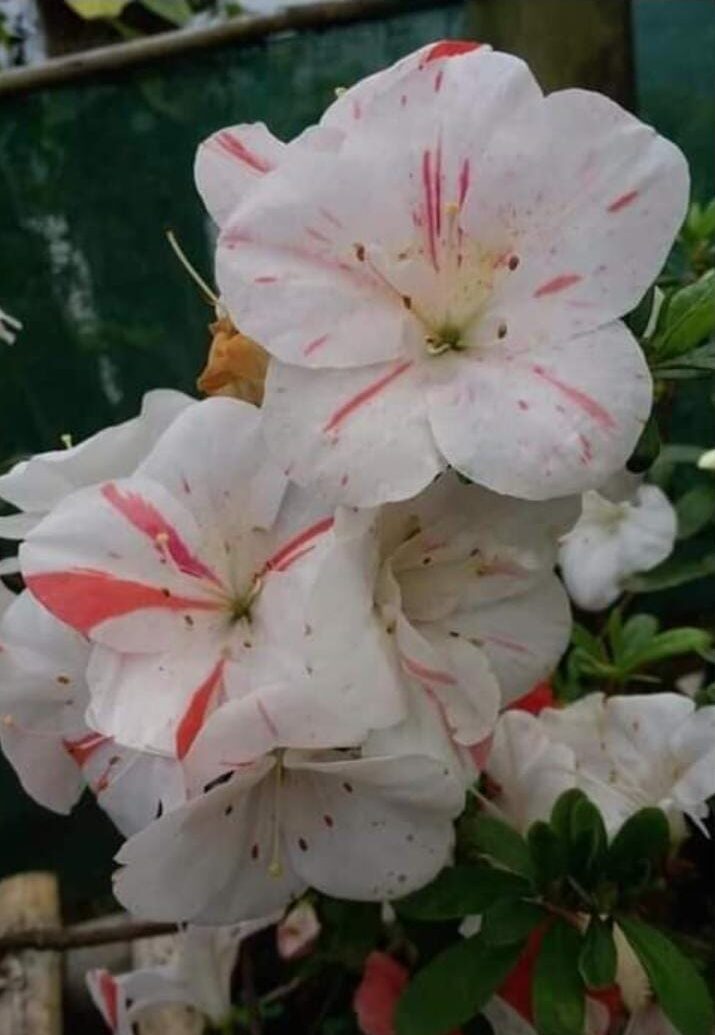 Azalea White Pink Spotted: Your All - Season Flowering Beauty – Buy Now Online at a Cheap Price! - My Store