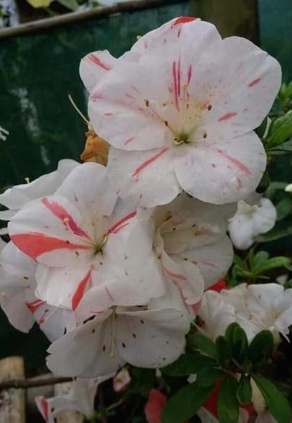 Azalea White Pink Spotted: Your All - Season Flowering Beauty – Buy Now Online at a Cheap Price! - My Store