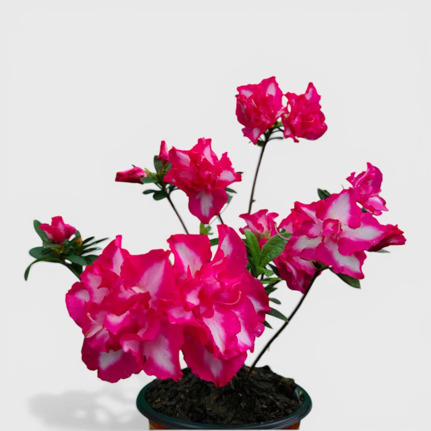 Azalea Leopold Astrid – Premium Flowering Ornamental Plant | Bare Rooted