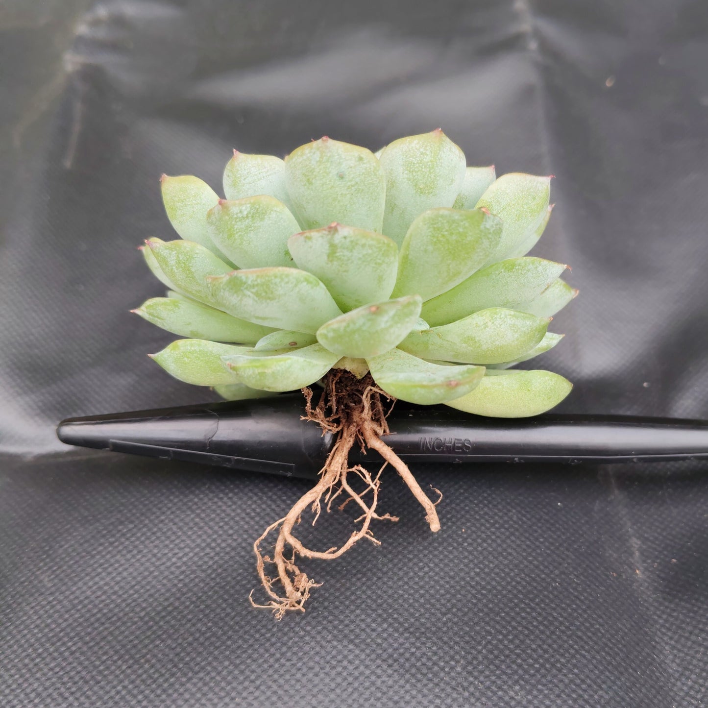 Echeveria Alfred Hybrid - Bare Rooted | Succulent for Home Decor