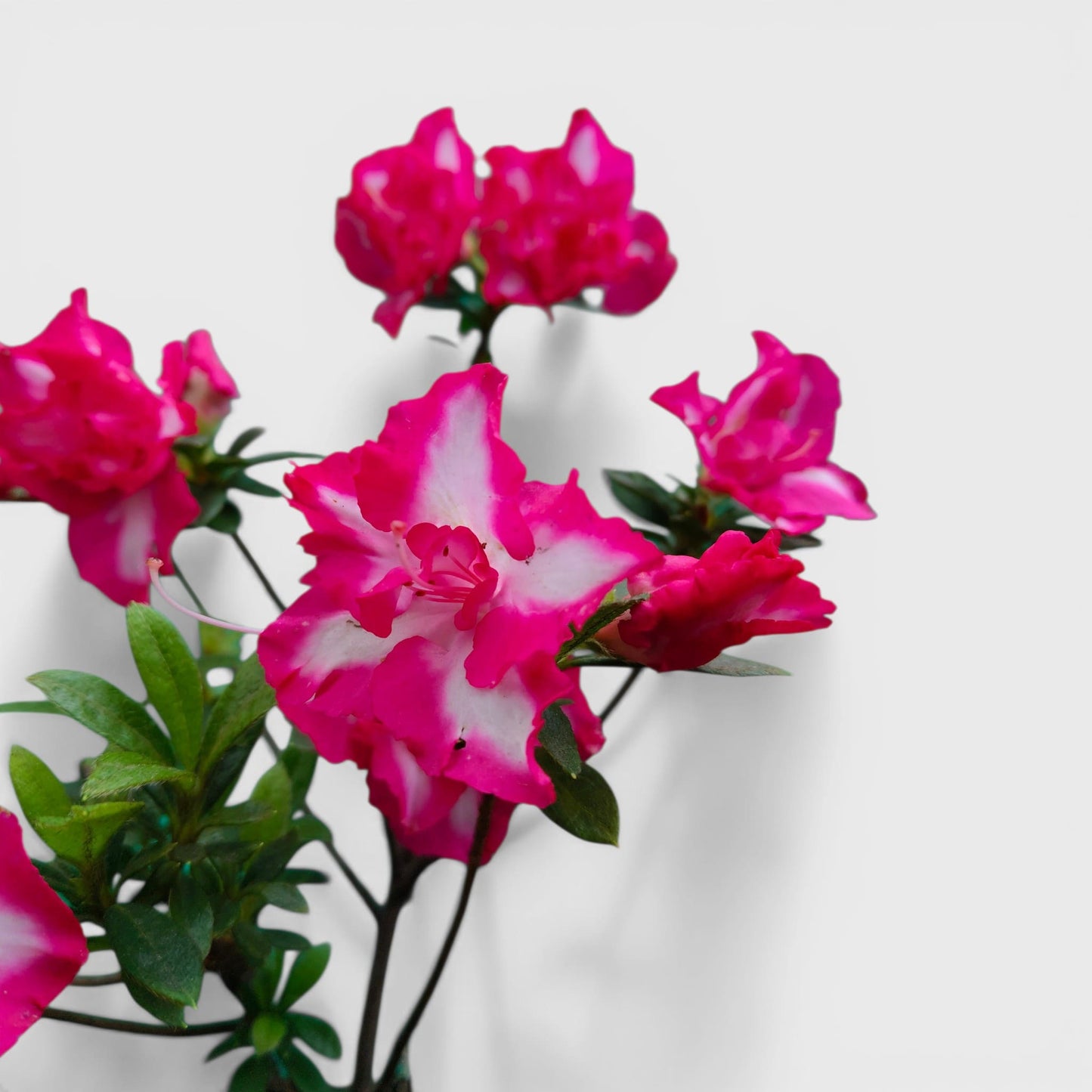 Azalea Leopold Astrid – Premium Flowering Ornamental Plant | Bare Rooted