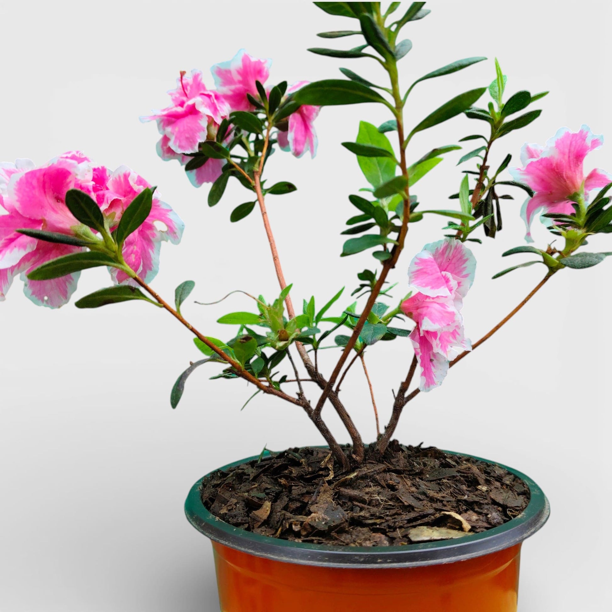 Azalea California Doll – Flowering Indoor Ornamental Plant | Bare Rooted