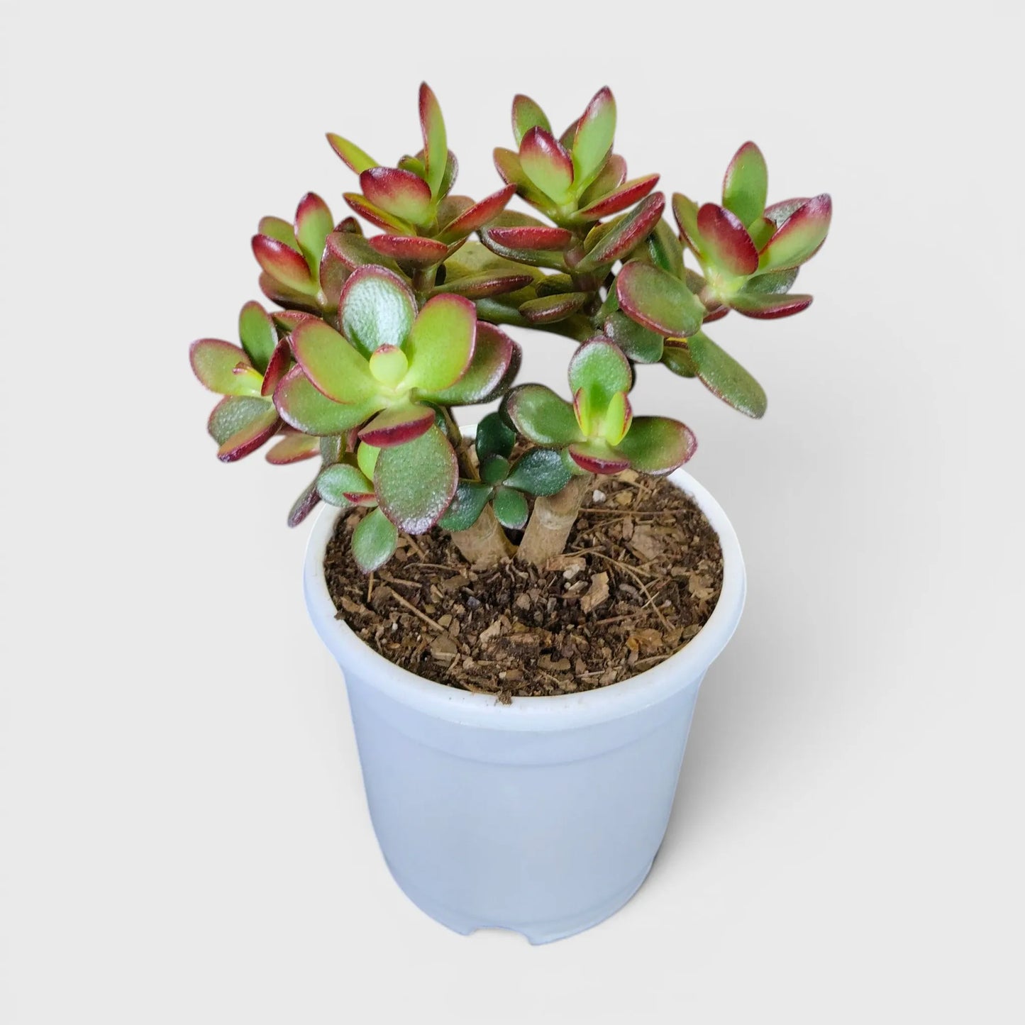 Green Golden Crassula Ovata – Big Size Bushy 5 to 6 Branched Money Jade Plant for Home & Office | Bare Rooted