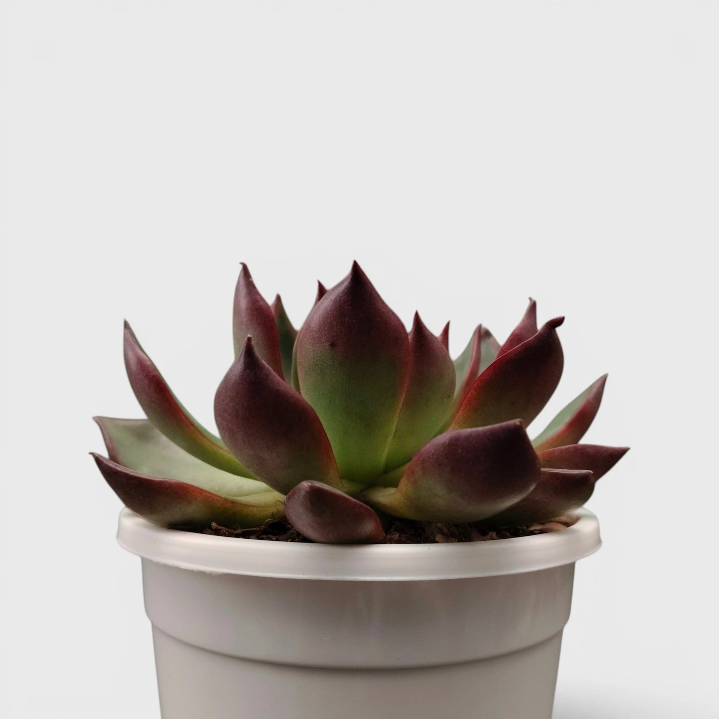 Balcony succulent with red edges