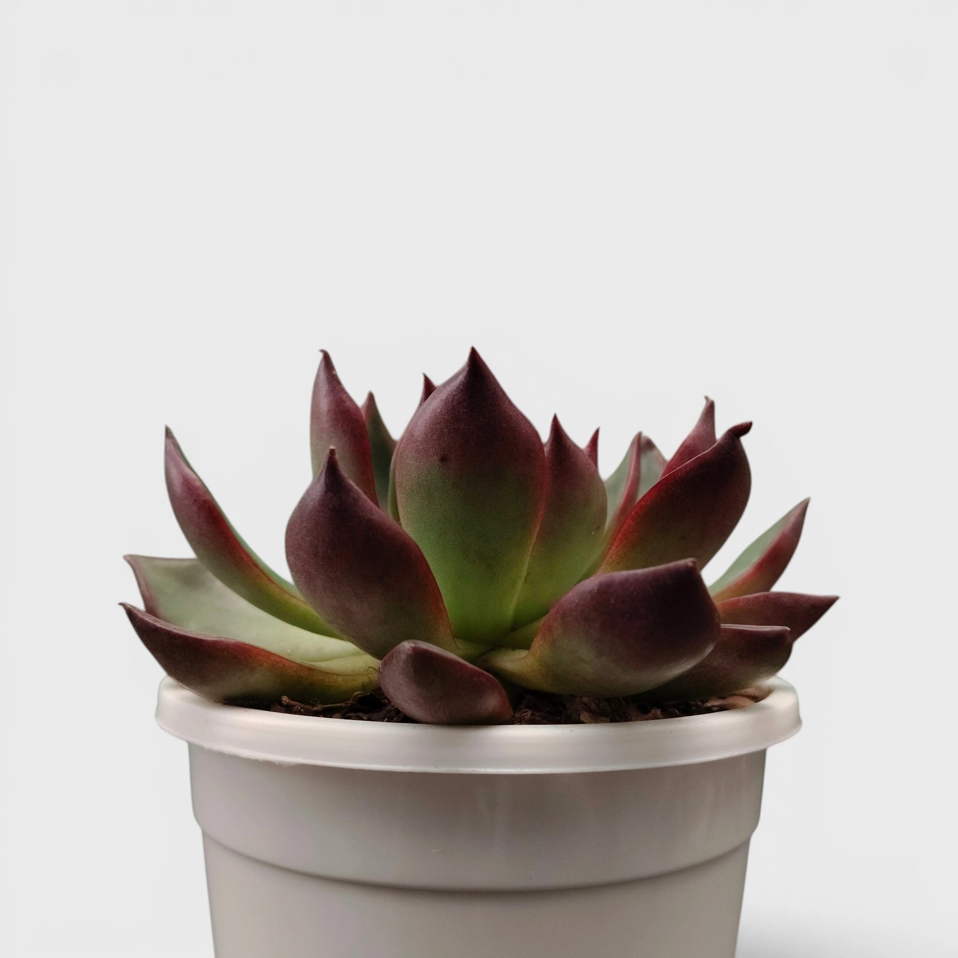 Balcony succulent with red edges