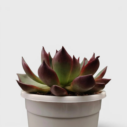 Balcony succulent with red edges