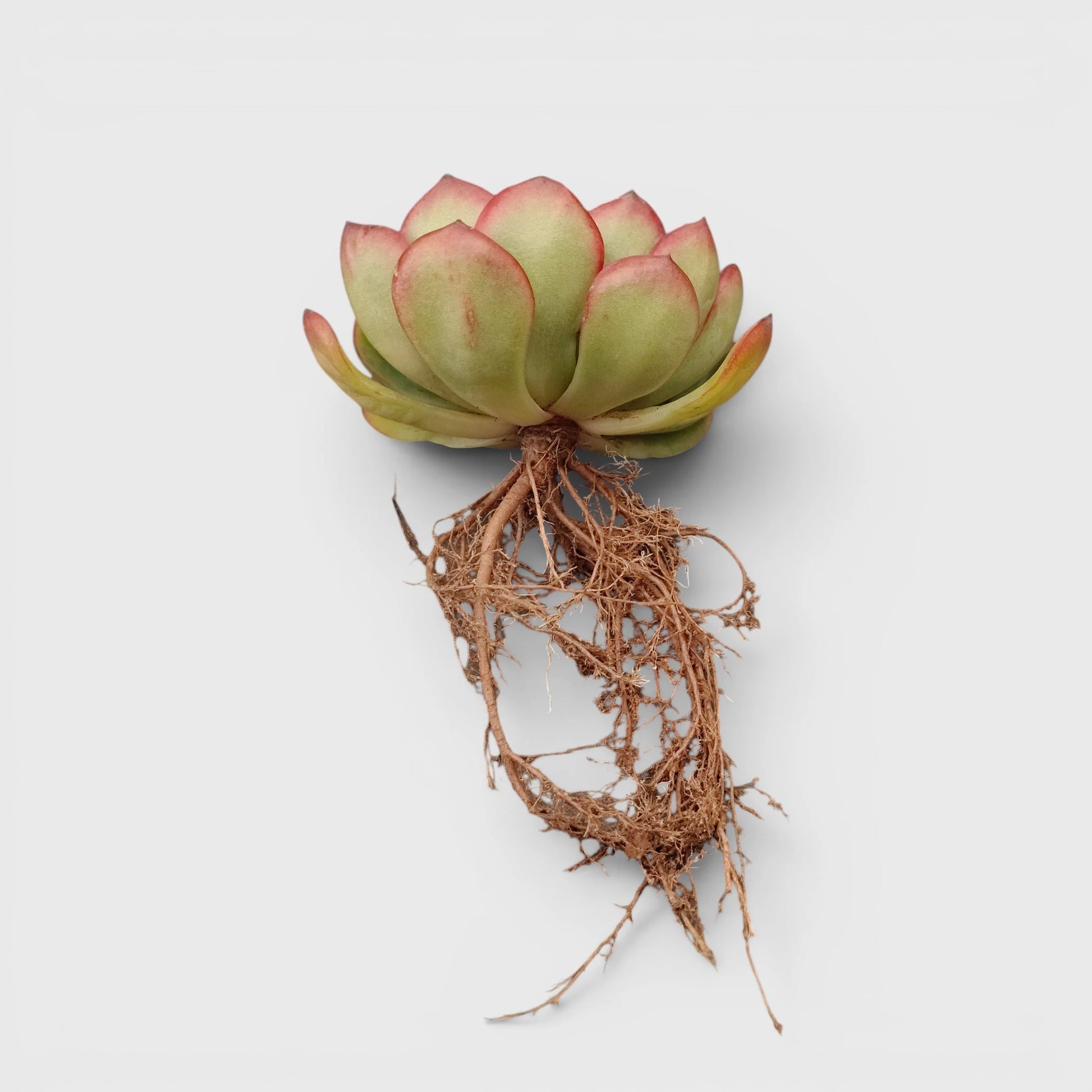 Echeveria Pulidonis – Red Edge Rosette Succulent | Premium Indoor & Balcony Plant