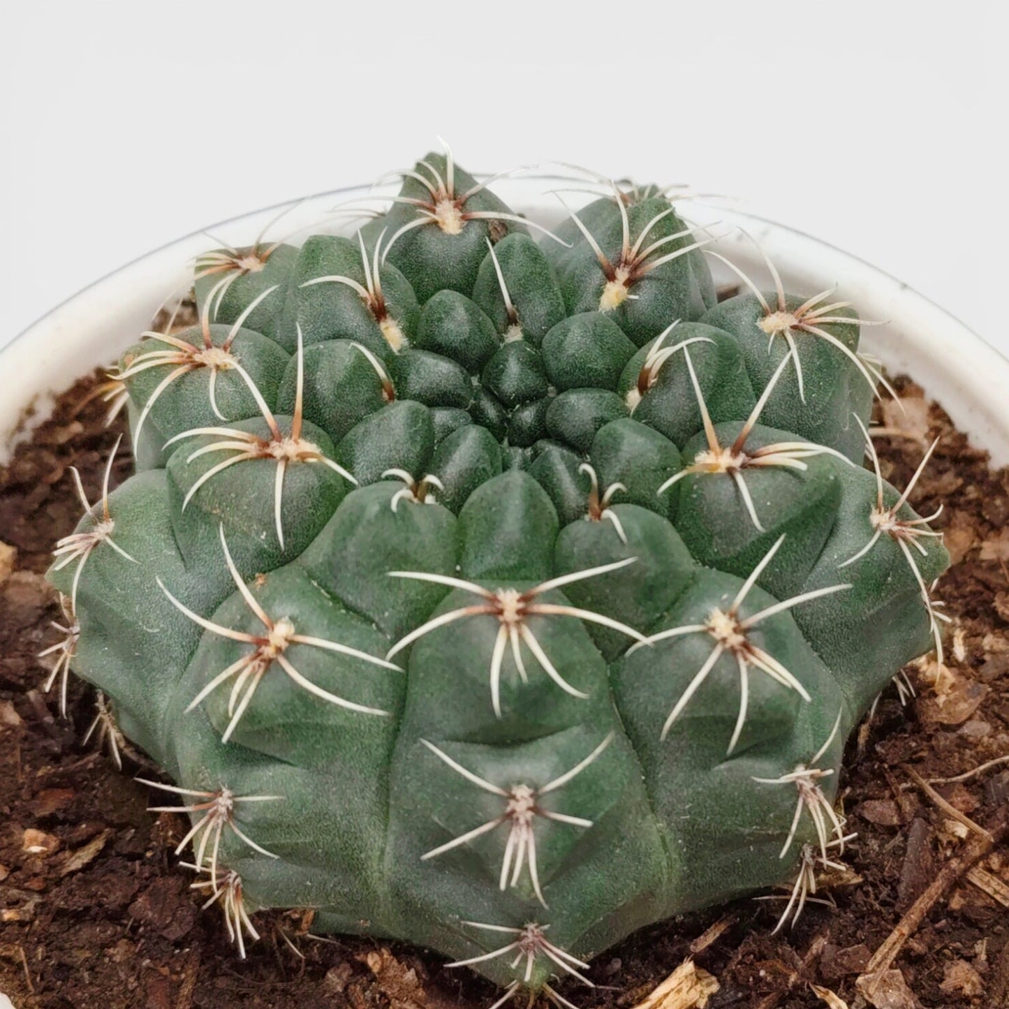 Close-up of Gymnocalycium Baldianum showing round ribbed body