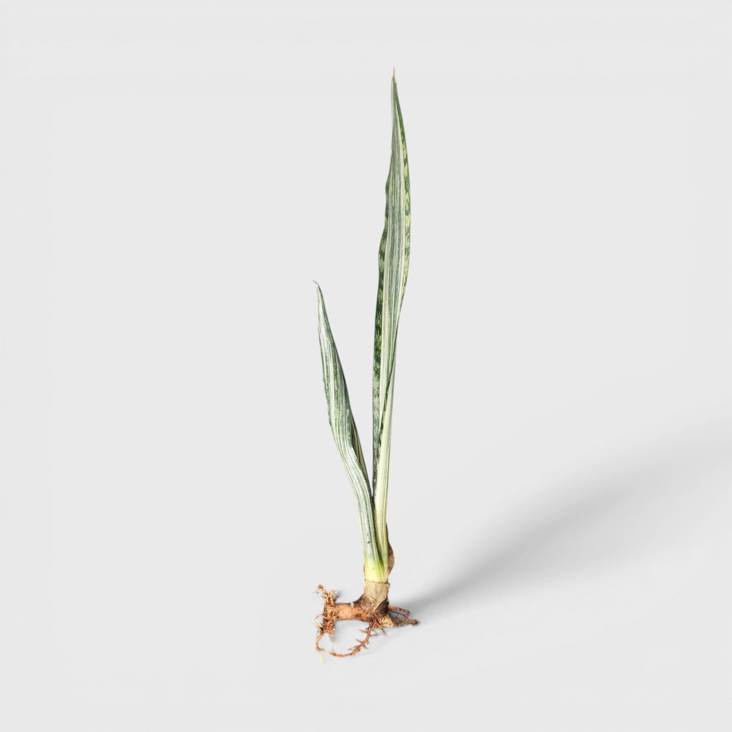 Modern indoor striped snake plant