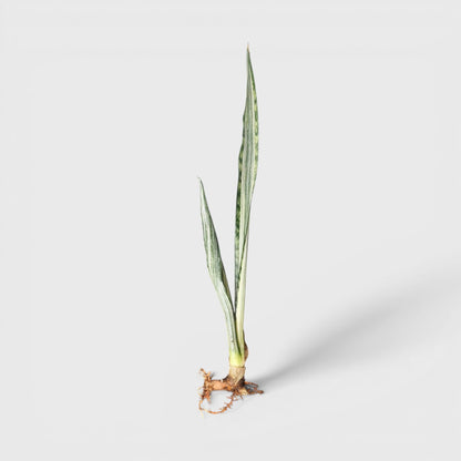 Modern indoor striped snake plant