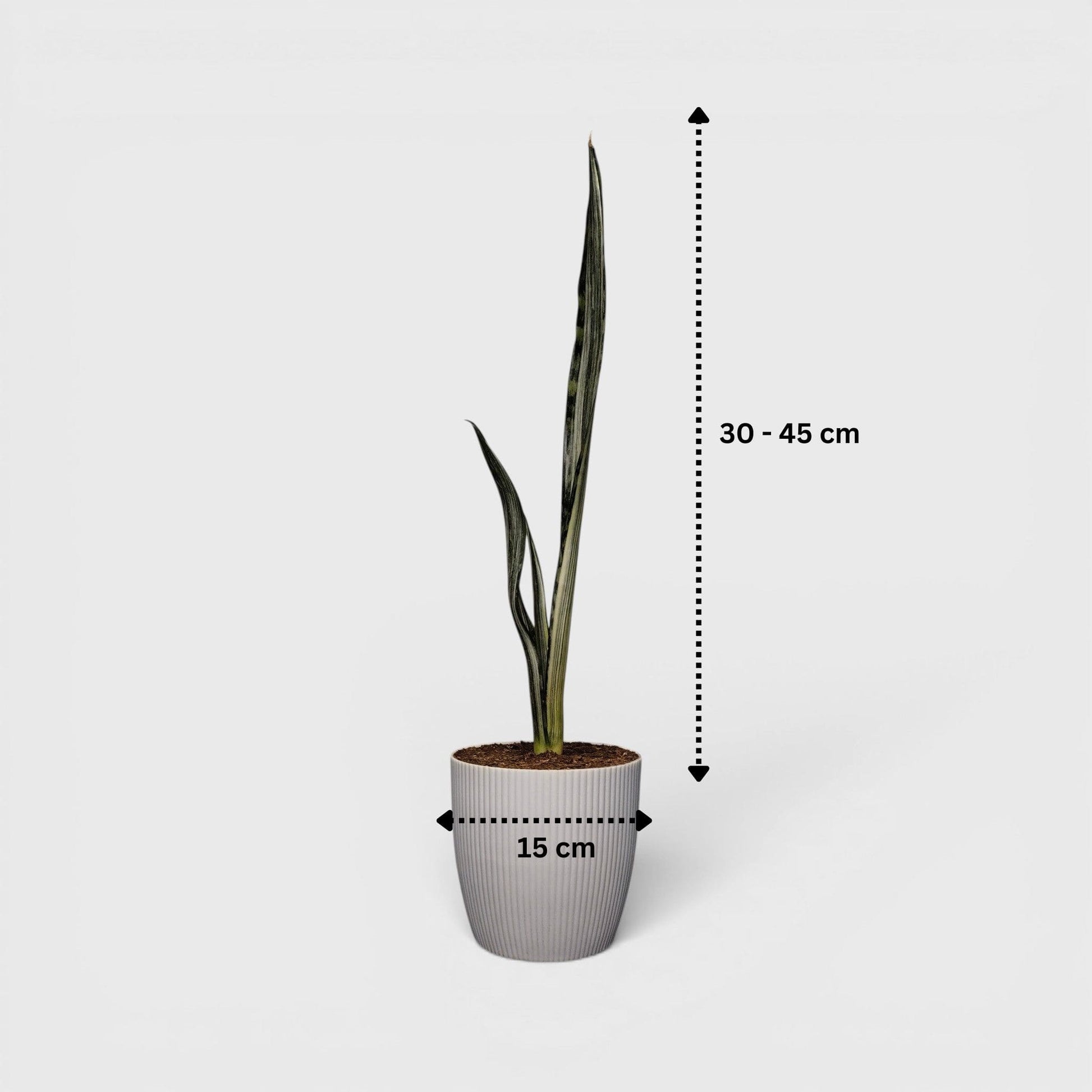 Elegant snake plant with vertical stripes