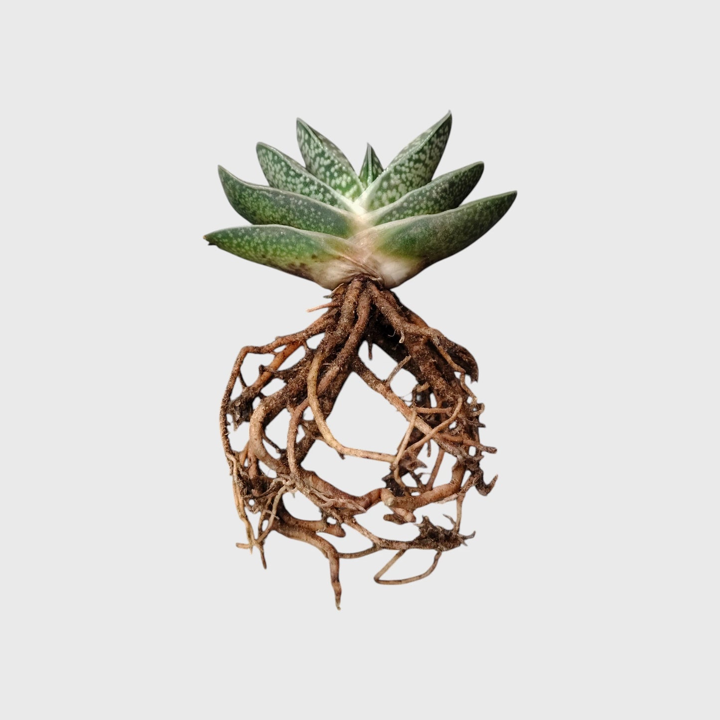 Gasteria Liliputana – Miniature Textured Succulent Indoor Plant