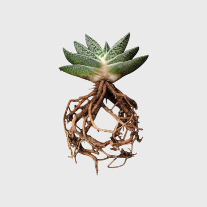 Gasteria Liliputana – Miniature Textured Succulent Indoor Plant