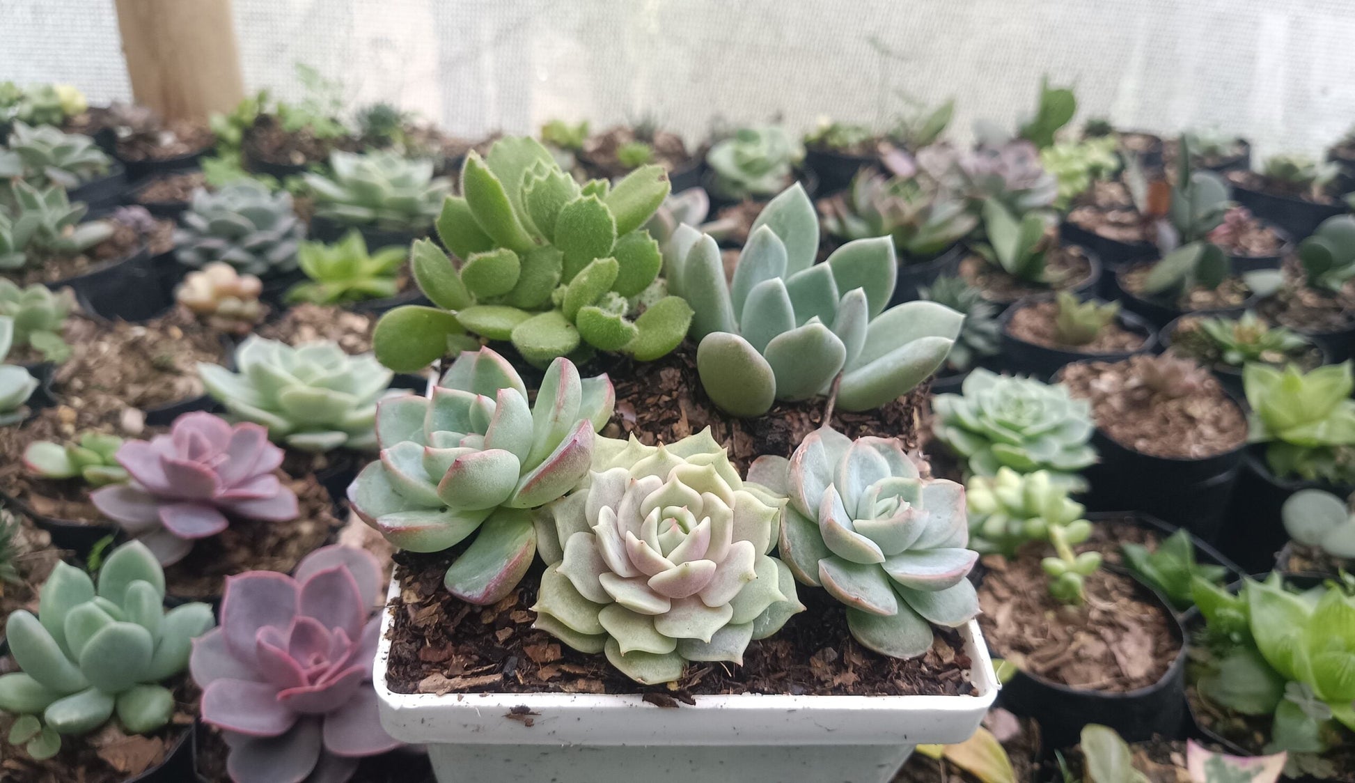 Beautiful Succulent Combo Set 5 III - Buy Stunning Succulents Online with Up to 50% Off - My Store