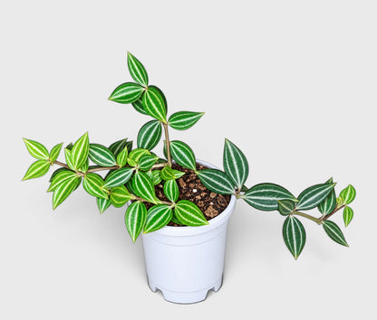 Beetle Peperomia with trailing branches