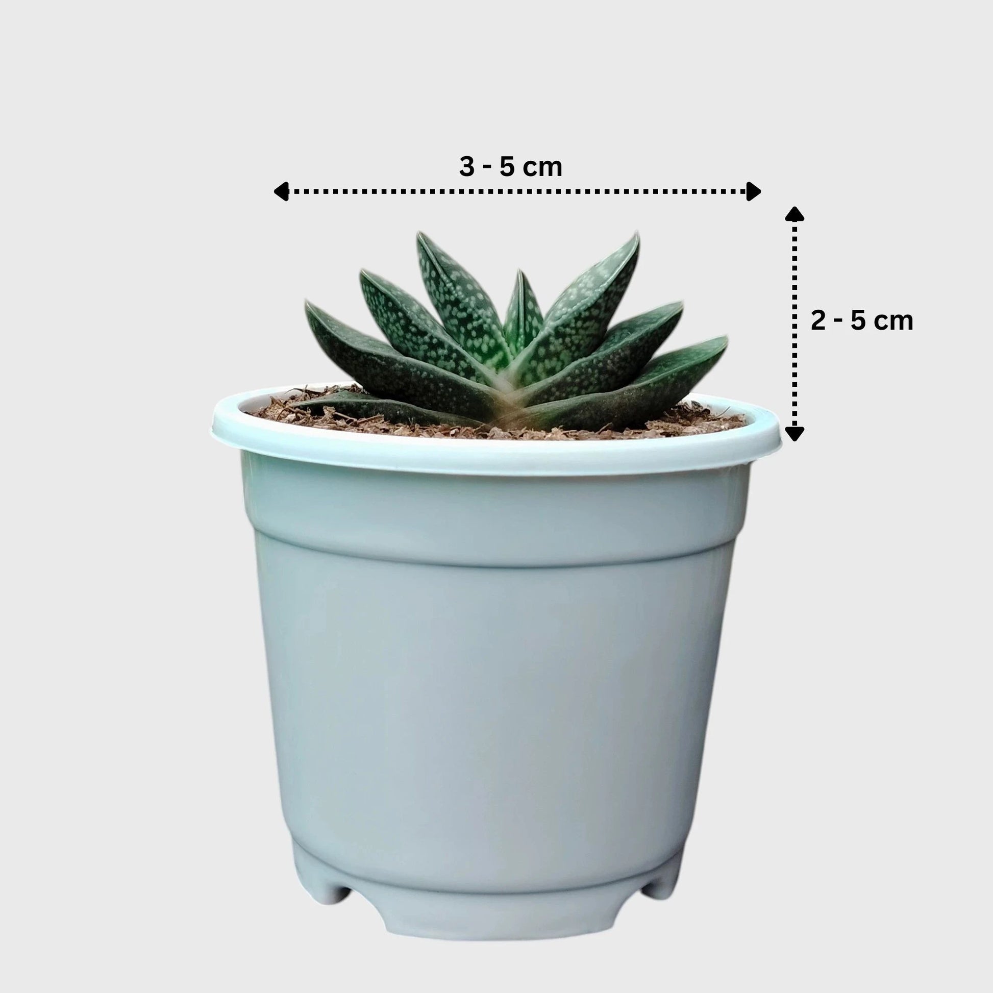 Gasteria Liliputana – Miniature Textured Succulent Indoor Plant