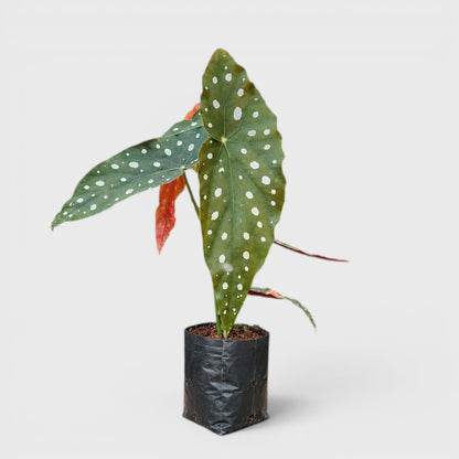 Begonia Maculata (Polka Dot Begonia) | Mature Indoor Plant