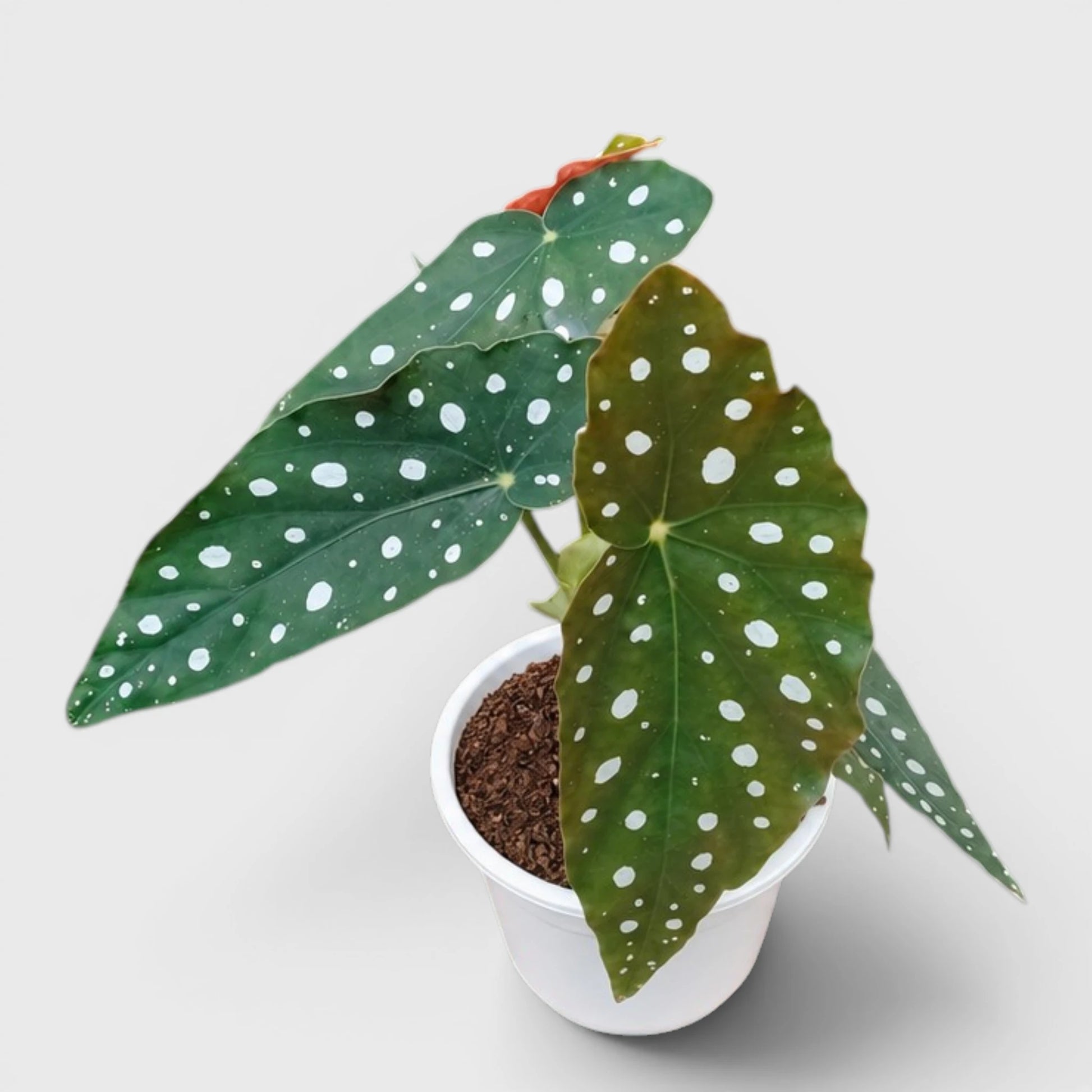 Begonia Maculata (Polka Dot Begonia) | Mature Indoor Plant