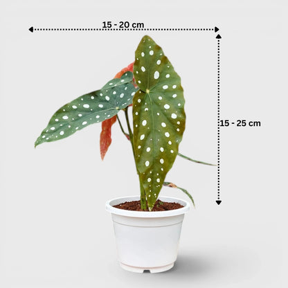 Begonia Maculata (Polka Dot Begonia) | Mature Indoor Plant