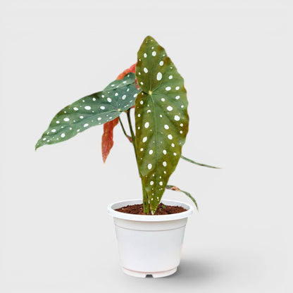 Begonia Maculata (Polka Dot Begonia) | Mature Indoor Plant