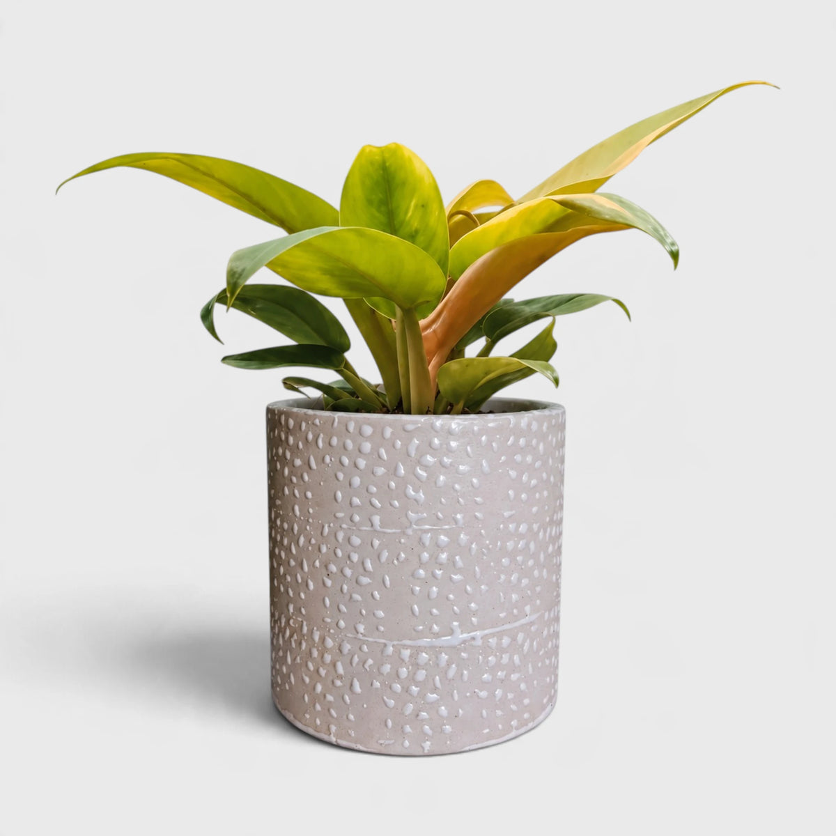 Beige White Dotted Ceramic Planter with Drainage Hole ( 14x15 cm )