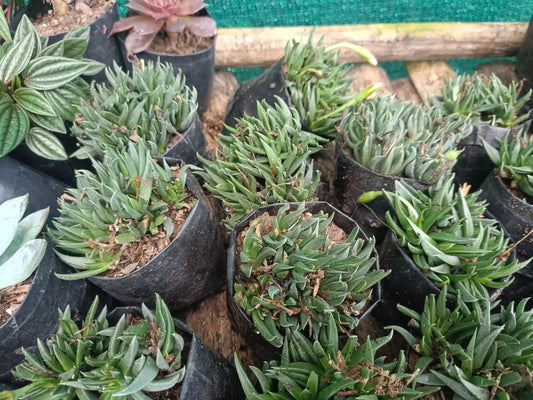 Bergeranthus Concavus: The Elegant Succulent for Home, Office, and Garden Decor – Bare-Rooted