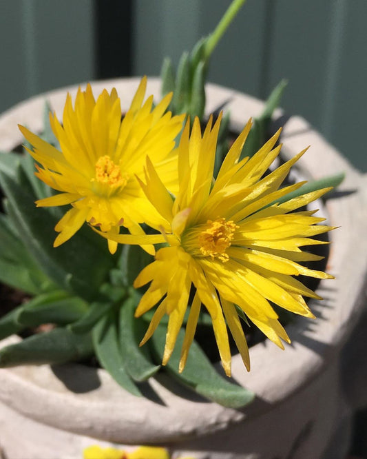 Bergeranthus Concavus: The Elegant Succulent for Home, Office, and Garden Decor - My Store