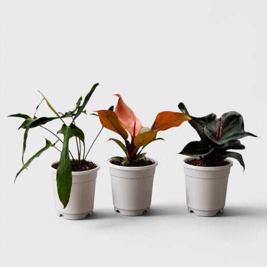 Big Size Rare Indoor House Plants Combo Set of 3 | Well Rooted Mature Plants