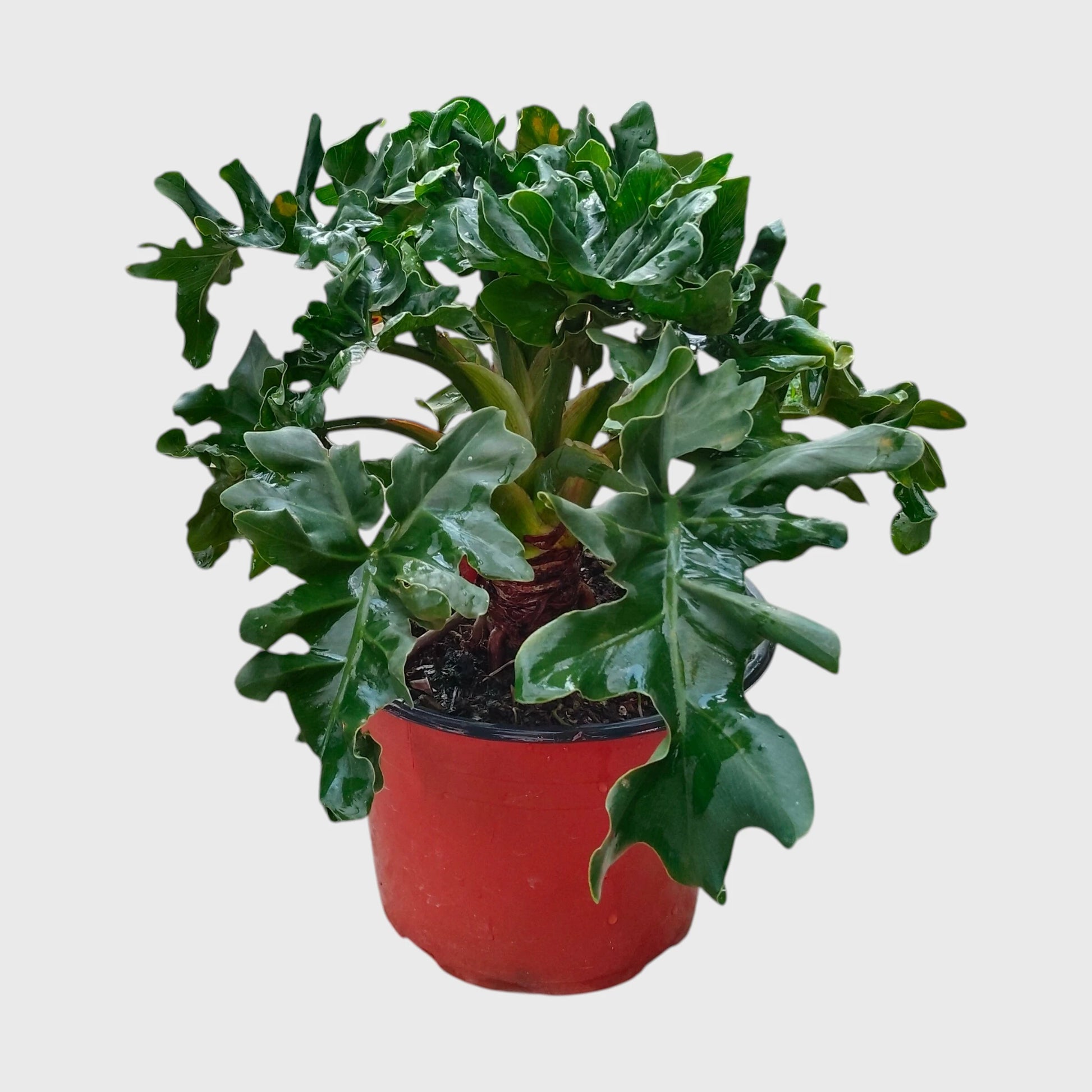 Philodendron Selloum Hybrid Dwarf Big Size Plant | Mature Tropical Foliage Plant