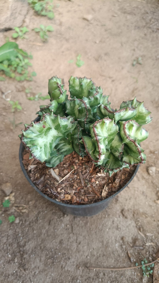 Big Size Rare Variegated Euphorbia Lactea Cristata Cactus - 5 inches in Diameter Pot Size 6 Inches | Bare - Rooted - My Store