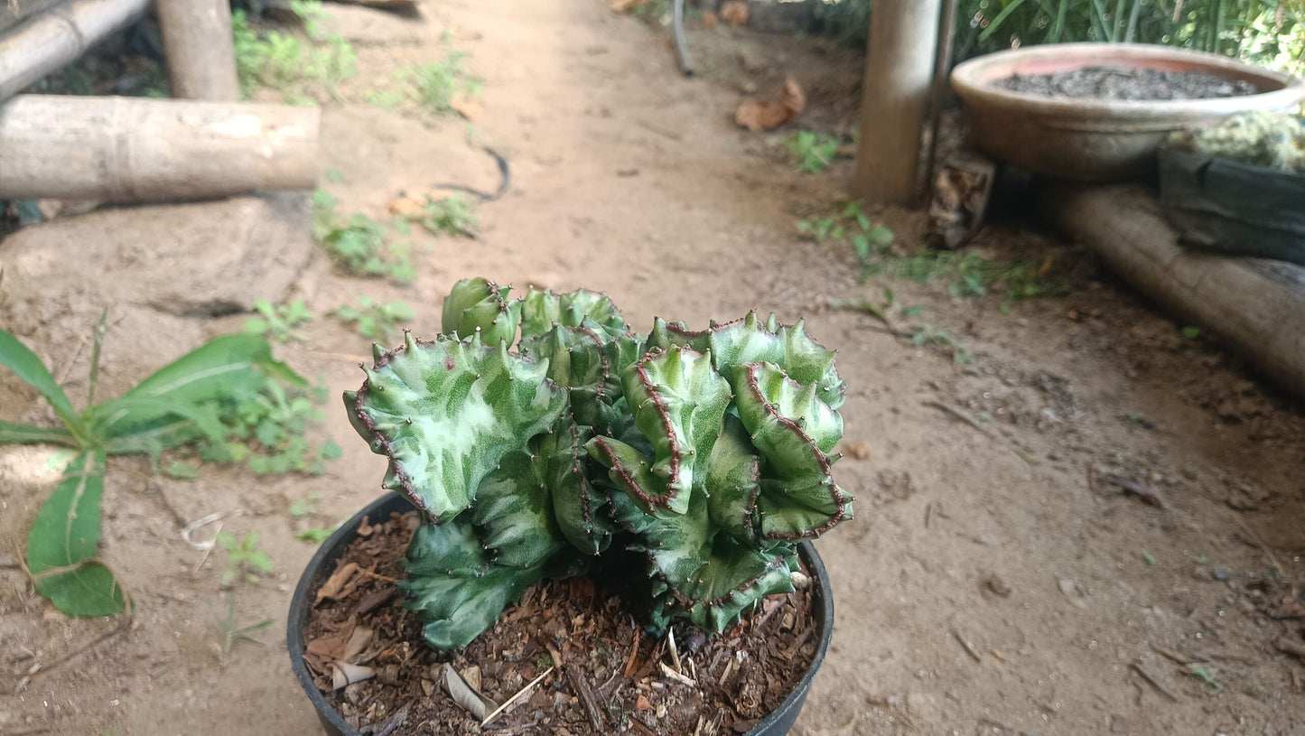 Big Size Rare Variegated Euphorbia Lactea Cristata Cactus - 5 inches in Diameter Pot Size 6 Inches | Bare - Rooted - My Store