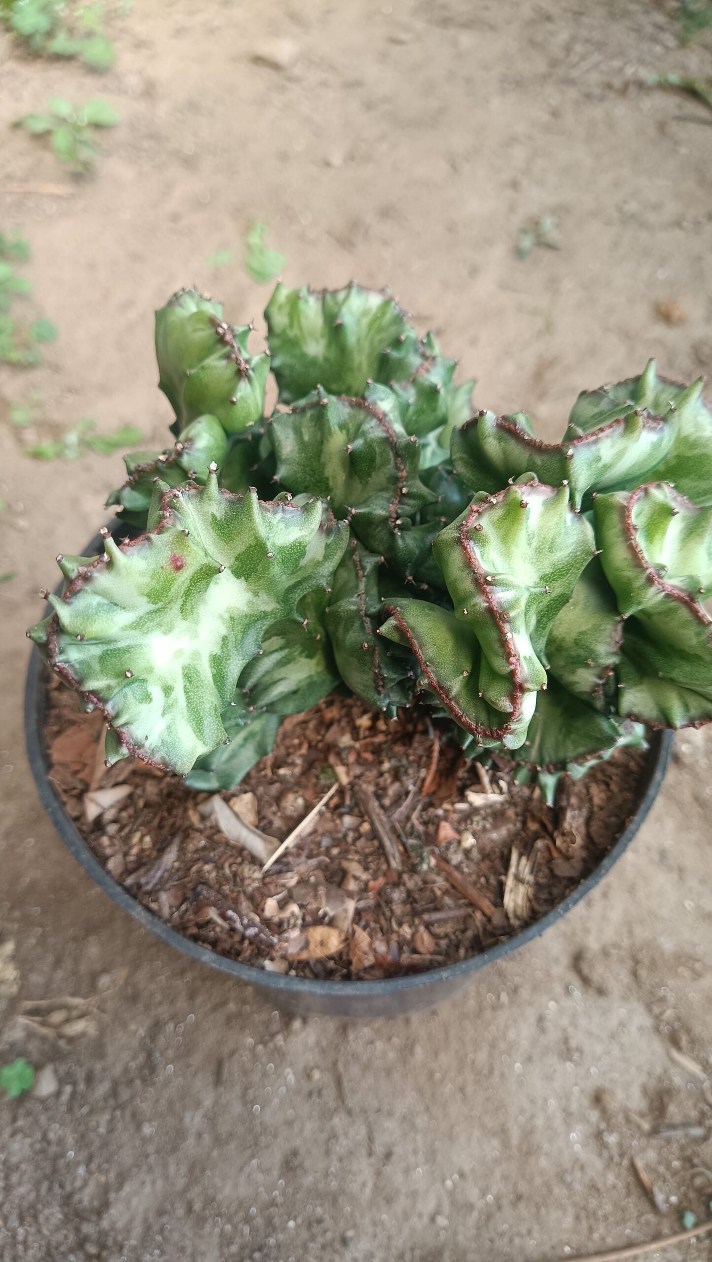 Big Size Rare Variegated Euphorbia Lactea Cristata Cactus - 5 inches in Diameter Pot Size 6 Inches | Bare - Rooted - My Store