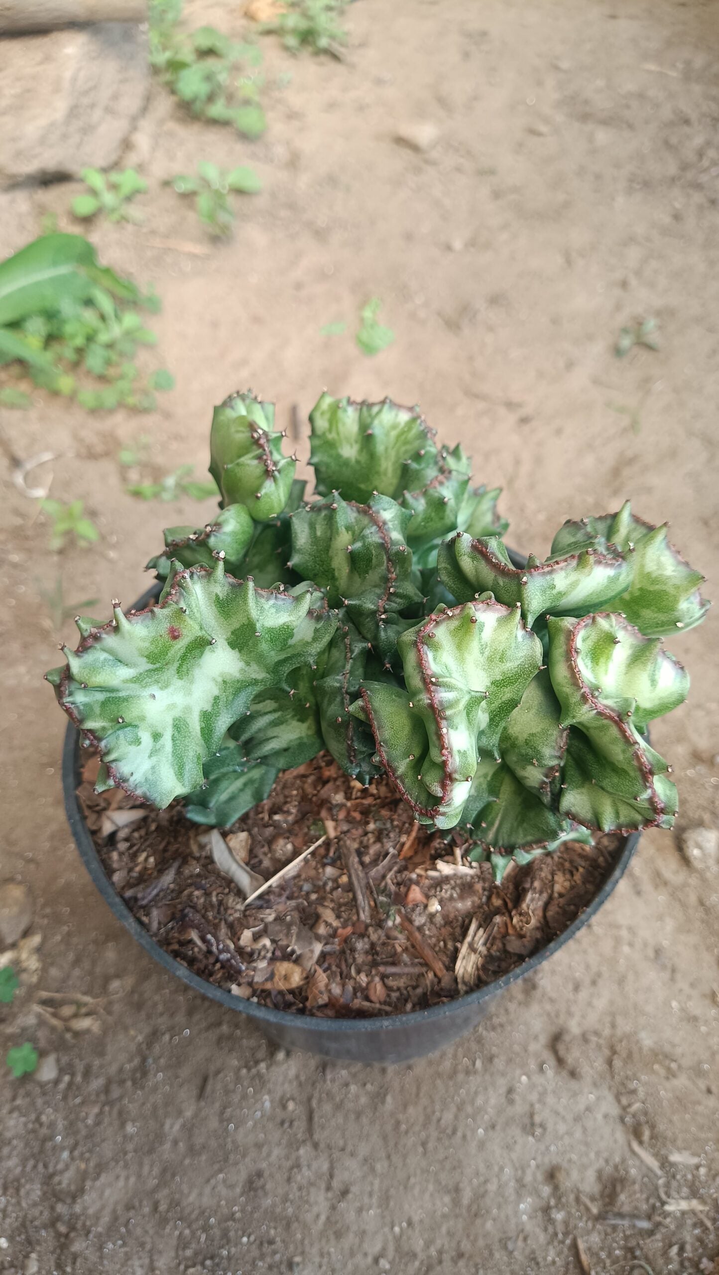 Big Size Rare Variegated Euphorbia Lactea Cristata Cactus - 5 inches in Diameter Pot Size 6 Inches | Bare - Rooted - My Store