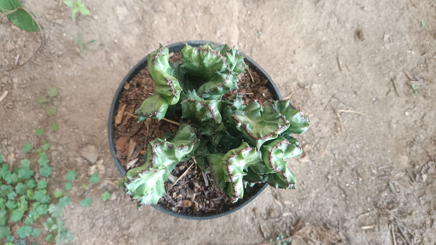 Big Size Rare Variegated Euphorbia Lactea Cristata Cactus - 5 inches in Diameter Pot Size 6 Inches | Bare - Rooted - My Store