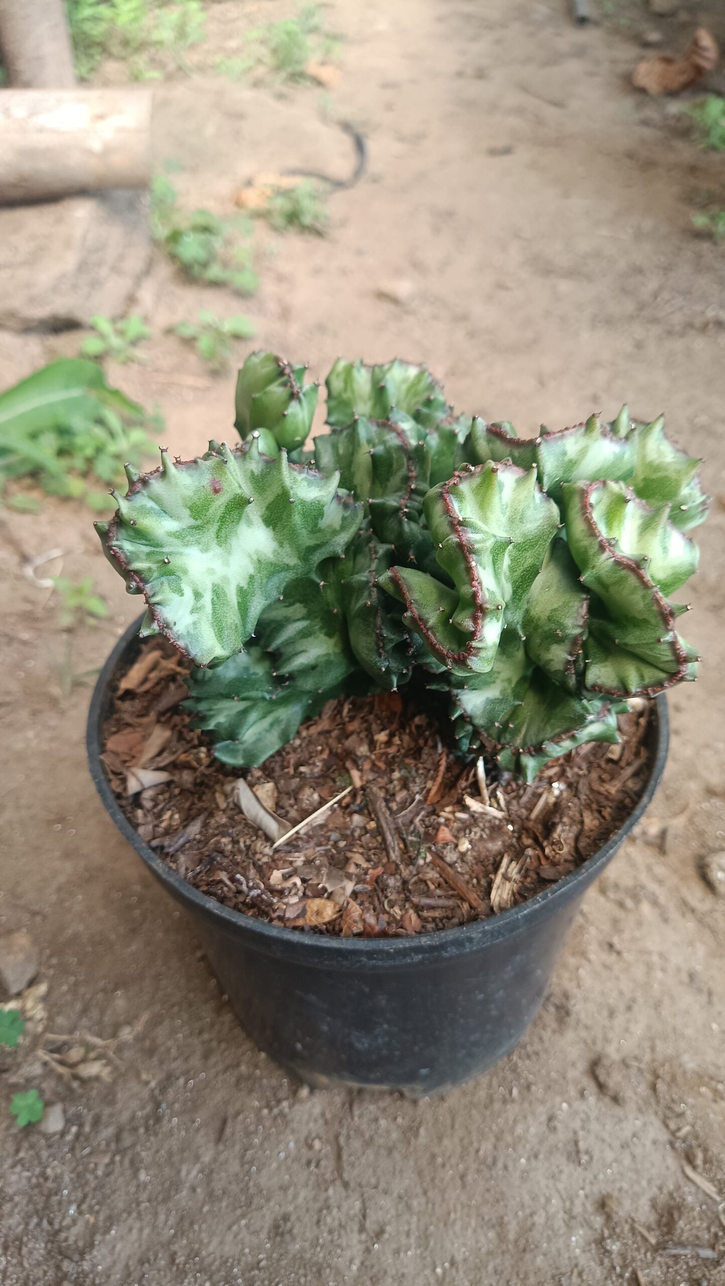 Big Size Rare Variegated Euphorbia Lactea Cristata Cactus - 5 inches in Diameter Pot Size 6 Inches | Bare - Rooted - My Store
