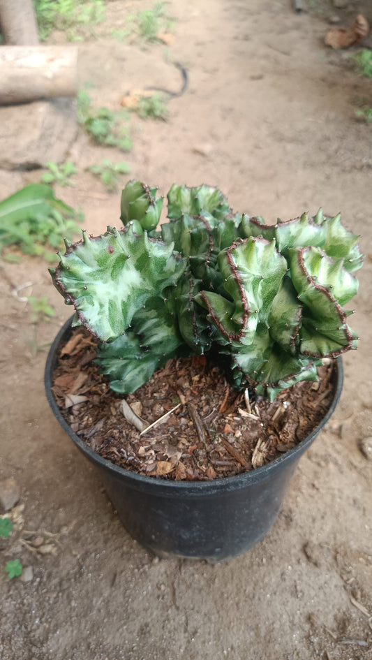 Big Size Rare Variegated Euphorbia Lactea Cristata Cactus - 5 inches in Diameter Pot Size 6 Inches | Bare - Rooted - My Store