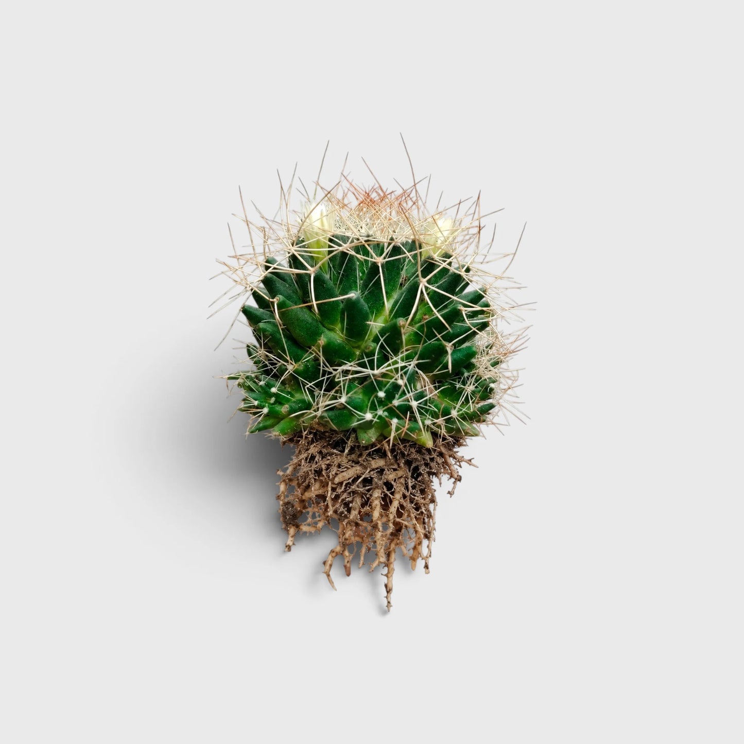 Mammillaria Decipiens (Bird's Nest Cactus) – Bristly Pincushion Cactus