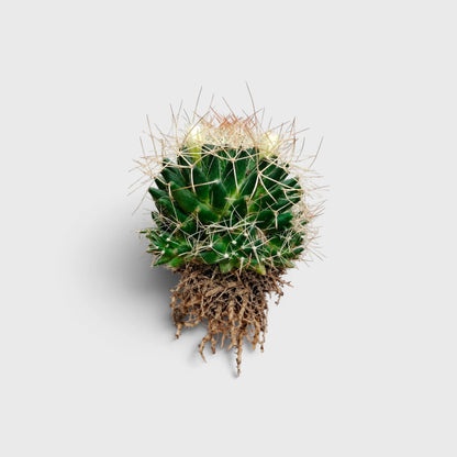 Mammillaria Decipiens (Bird's Nest Cactus) – Bristly Pincushion Cactus