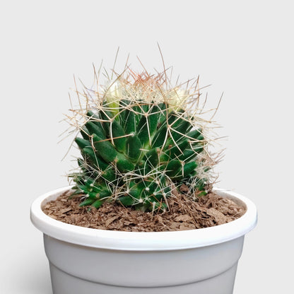 Mammillaria Decipiens (Bird's Nest Cactus) – Bristly Pincushion Cactus