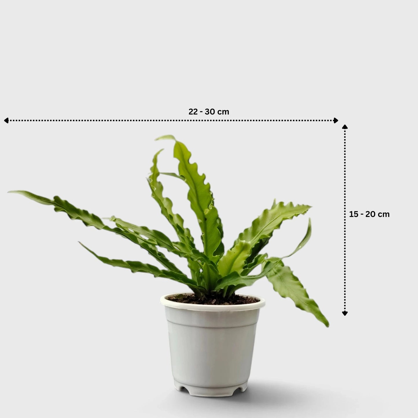 Bird's Nest Fern (Asplenium nidus) | Mature Indoor Air Purifying Fern
