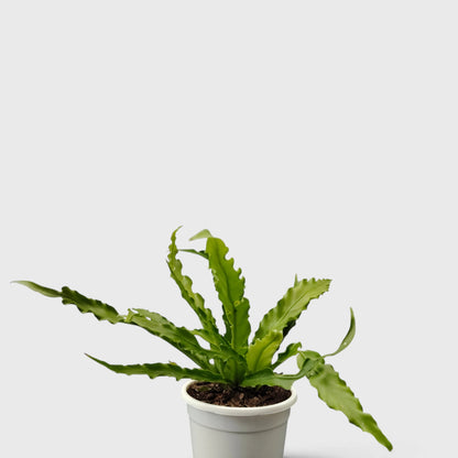 Bird's Nest Fern (Asplenium nidus) | Mature Indoor Air Purifying Fern