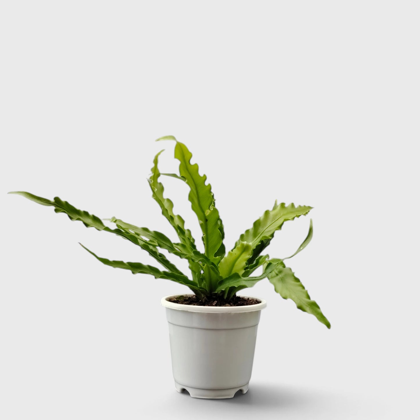 Bird's Nest Fern (Asplenium nidus) | Mature Indoor Air Purifying Fern