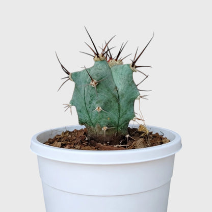 Echinocactus Platyacanthus | Rare Barrel Cactus