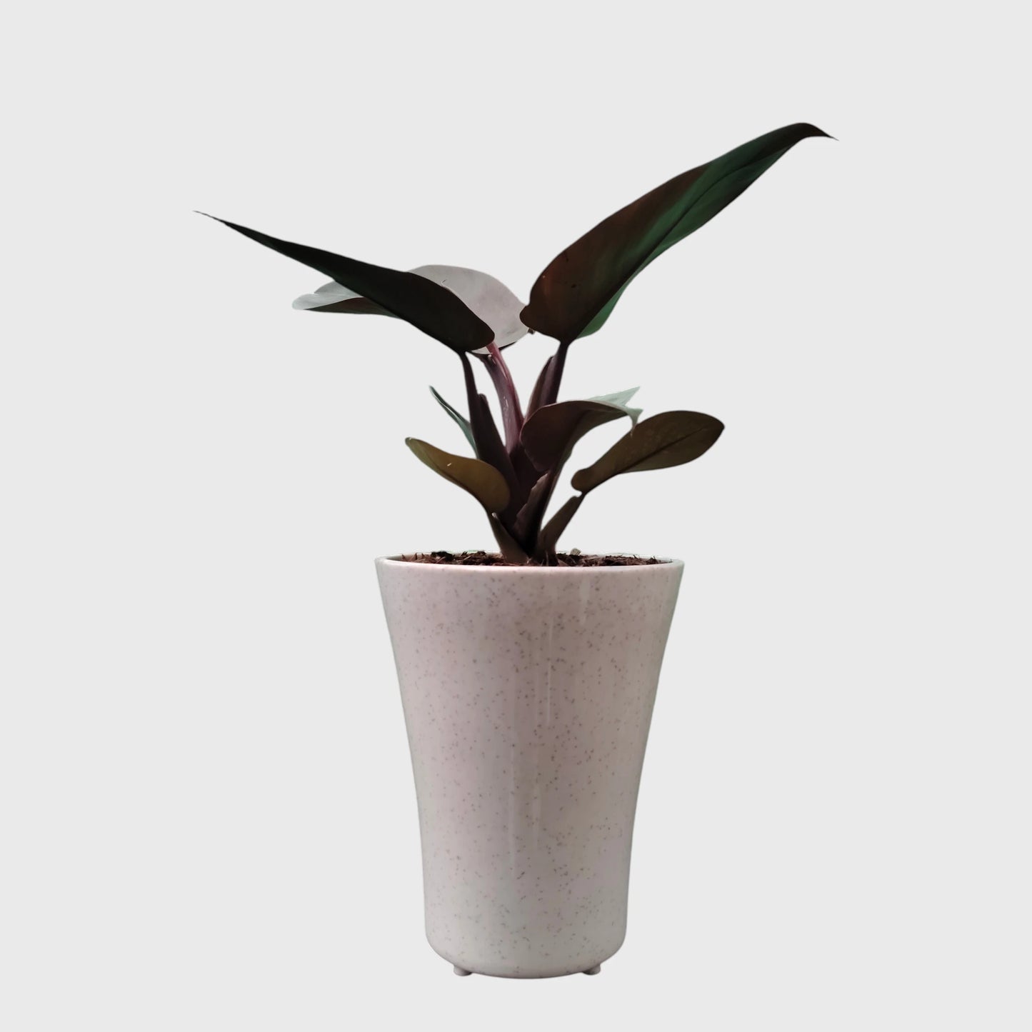 Rare Philodendron Black Cardinal | Well Rooted Mature Indoor Plant