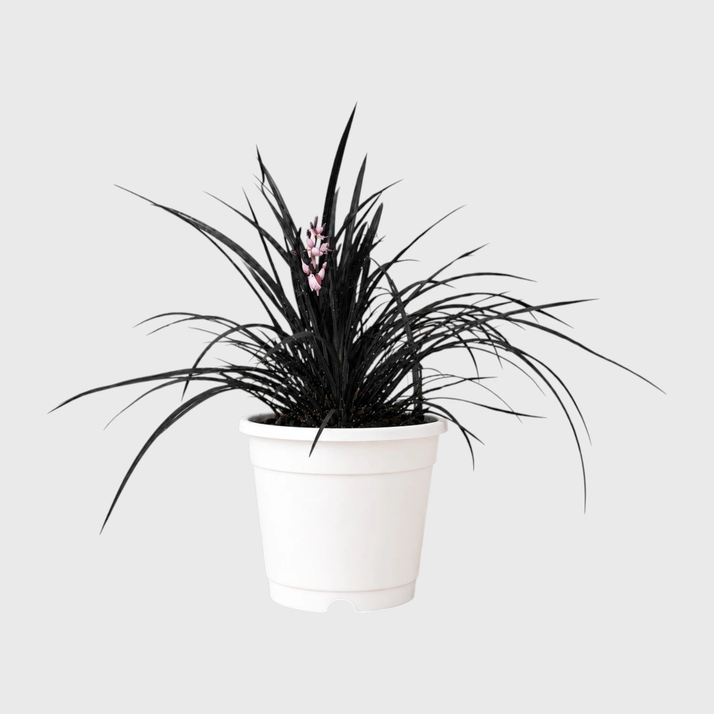 Black Mondo Grass (Ophiopogon planiscapus 'Nigrescens') | Well Rooted Mature Ornamental Grass