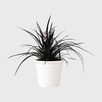 Black Mondo Grass (Ophiopogon planiscapus 'Nigrescens') | Well Rooted Mature Ornamental Grass
