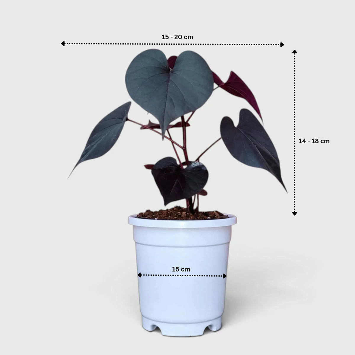 Ipomoea Black Heart Purple Vine – Ornamental Trailing Plant