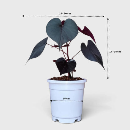 Ipomoea Black Heart Purple Vine – Ornamental Trailing Plant