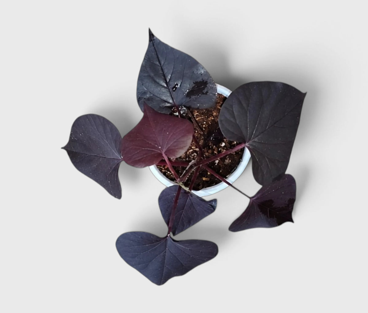 Ipomoea Black Heart Purple Vine – Ornamental Trailing Plant